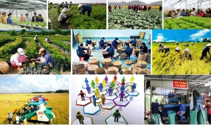 Lâm Đồng đẩy mạnh kinh tế tập thể năm 2026 theo hướng xanh và bền vững