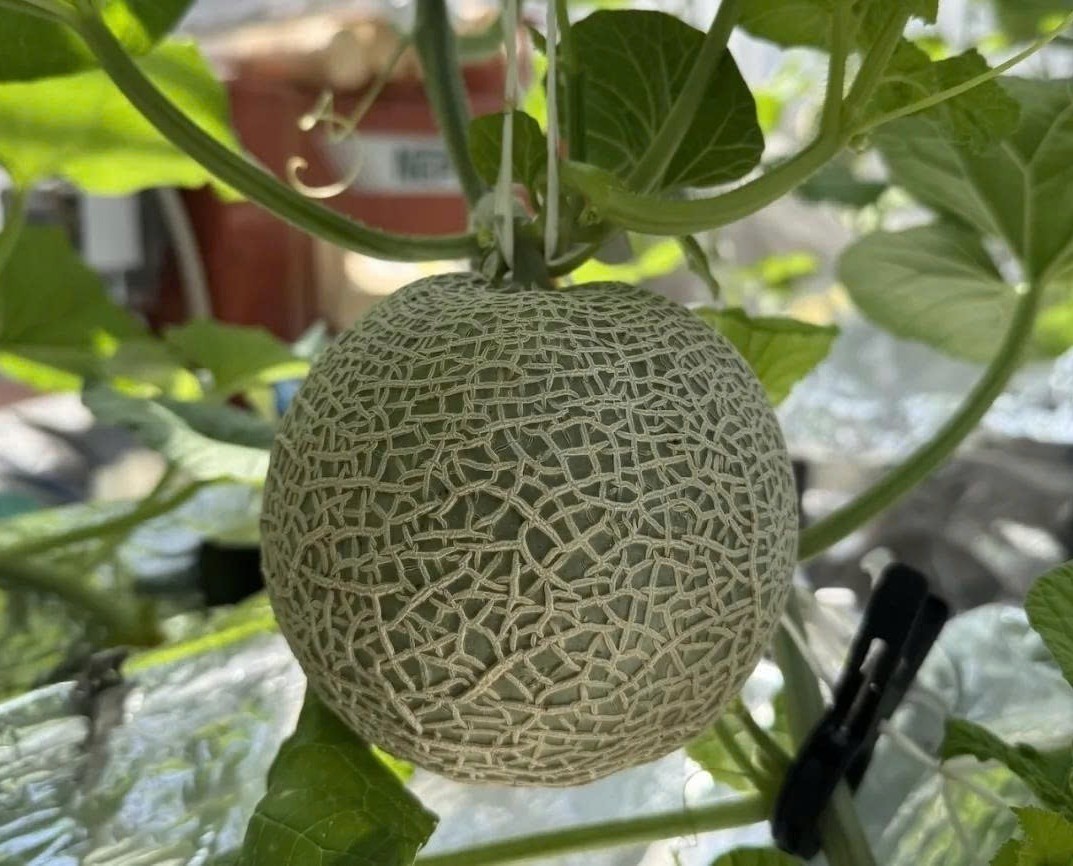 Công nghệ chỉnh sửa gen giúp dưa lưới Nhật Bản kéo dài thời hạn bảo quản tới hai tháng