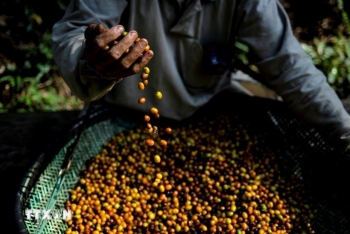 Mưa lớn đe dọa ảnh hưởng đến sản lượng càphê của Brazil