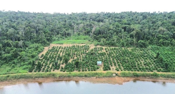 Chỉ đạo khắc phục hậu quả vi phạm đối với diện tích rừng bị tác động