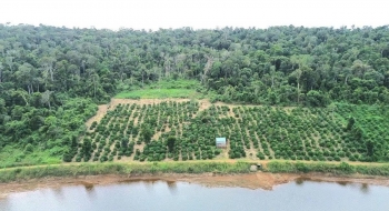 Chỉ đạo khắc phục hậu quả vi phạm đối với diện tích rừng bị tác động