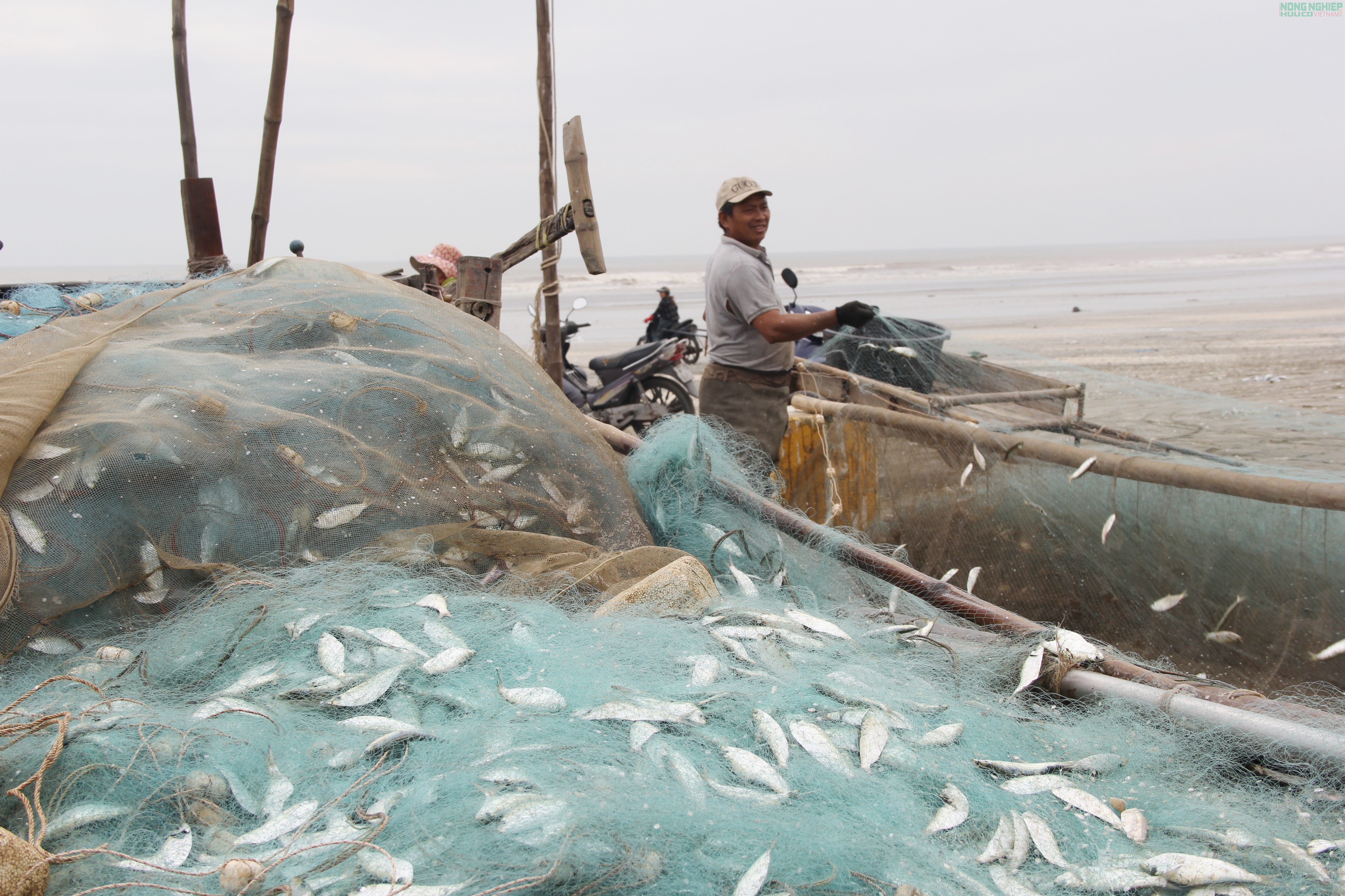 Mỏi tay gỡ cá trích, ngư dân Nghệ An kiếm tiền triệu sau mỗi chuyến biển
