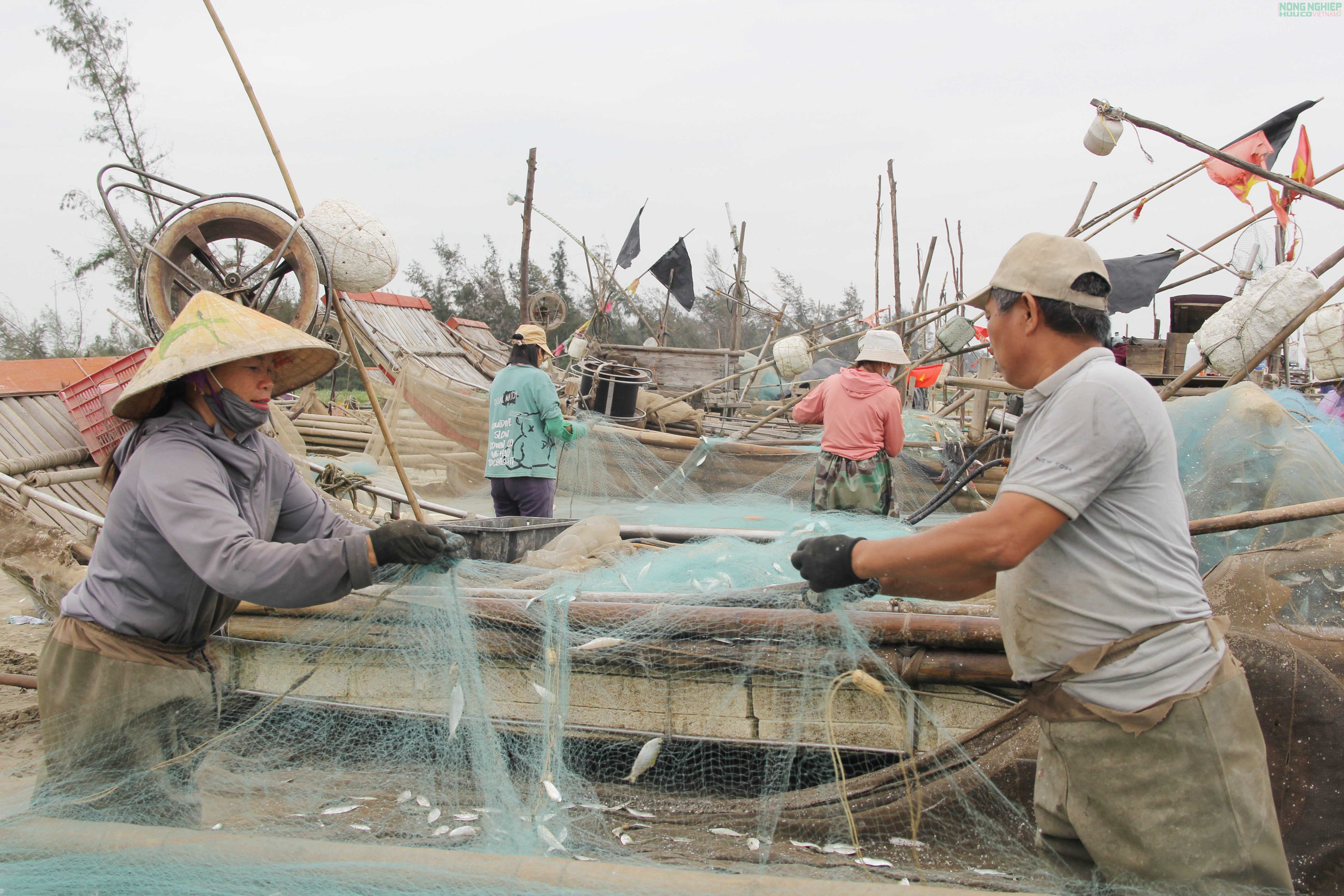 Mỏi tay gỡ cá trích, ngư dân Nghệ An kiếm tiền triệu sau mỗi chuyến biển