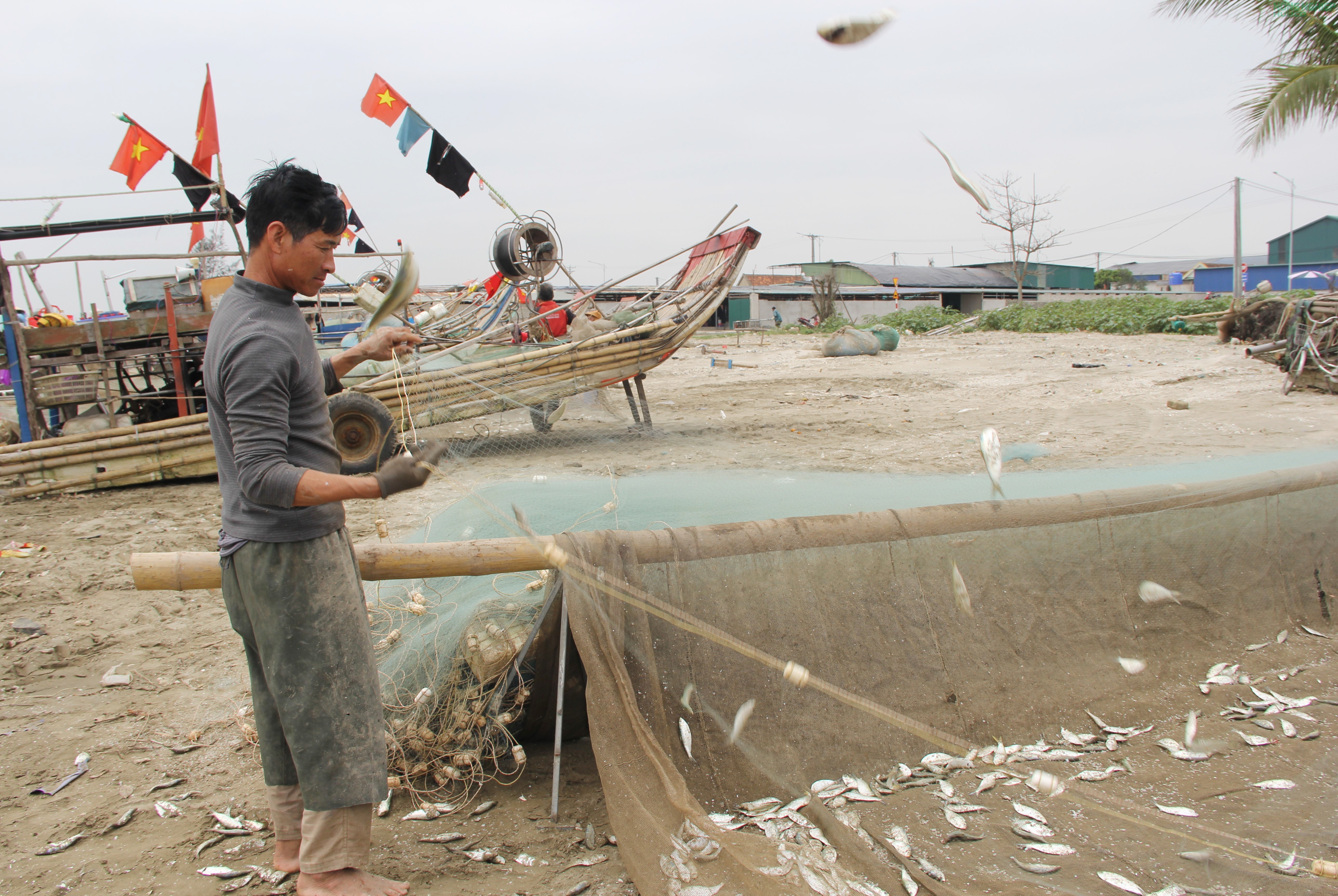 Mỏi tay gỡ cá trích, ngư dân Nghệ An kiếm tiền triệu sau mỗi chuyến biển