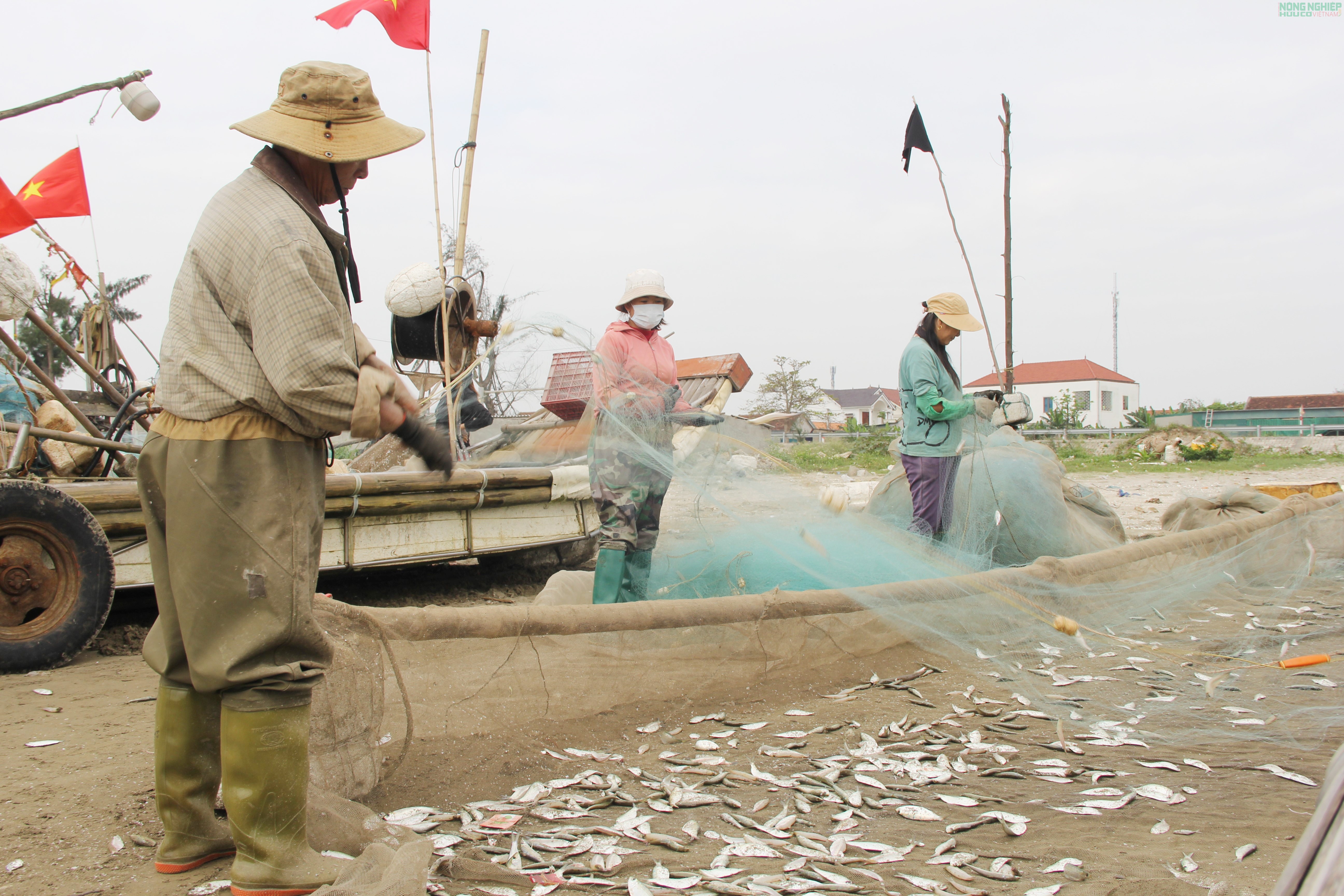 Mỏi tay gỡ cá trích, ngư dân Nghệ An kiếm tiền triệu sau mỗi chuyến biển