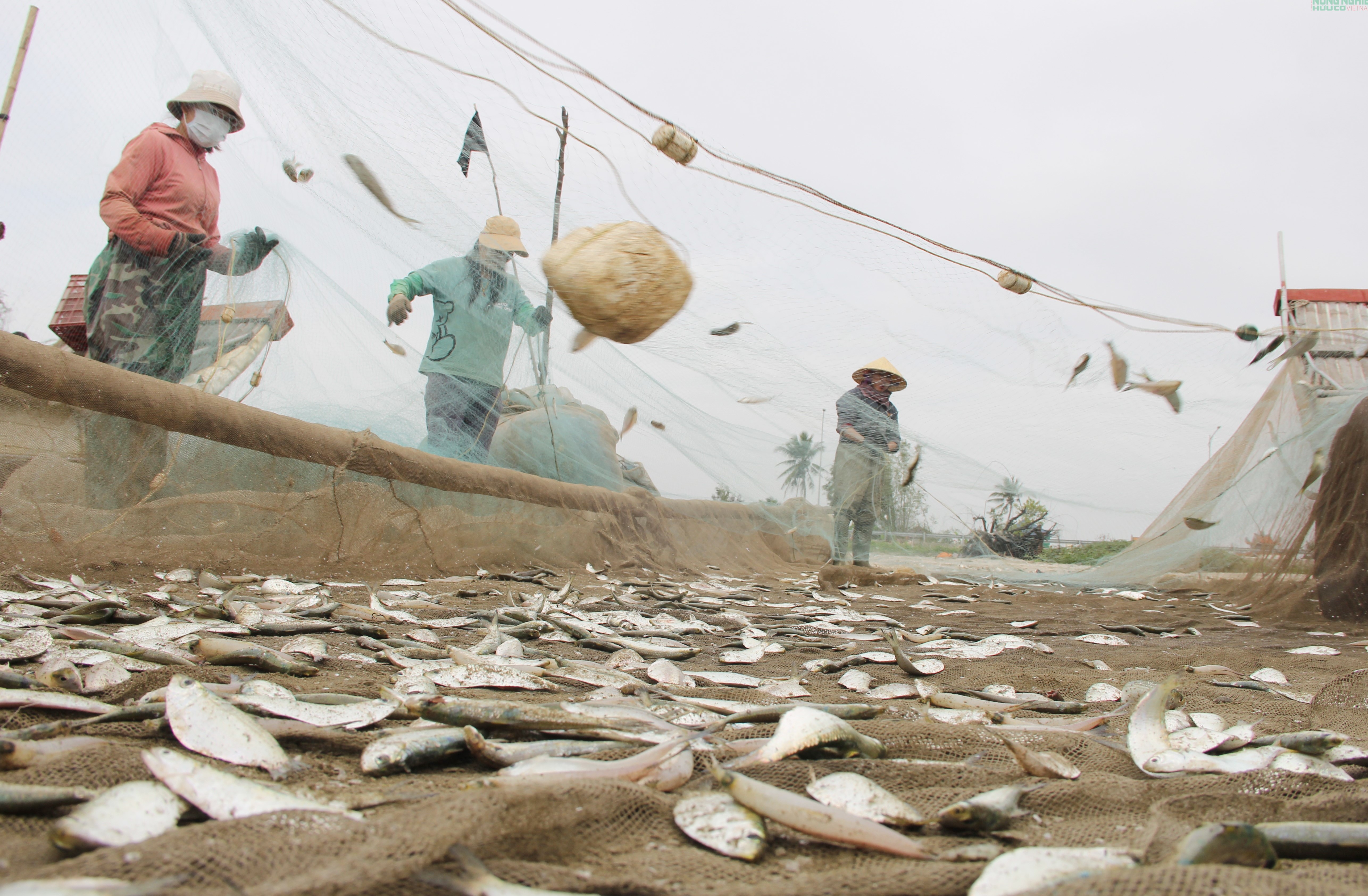 Mỏi tay gỡ cá trích, ngư dân Nghệ An kiếm tiền triệu sau mỗi chuyến biển