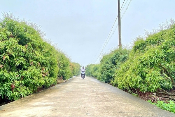 Hải Phòng: Quyết liệt các giải pháp kỹ thuật bảo vệ năng suất Vải, Nhãn vụ 2026