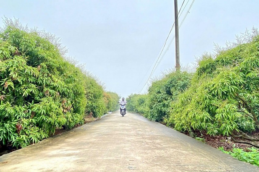 Hải Phòng: Quyết liệt các giải pháp kỹ thuật bảo vệ năng suất Vải, Nhãn vụ 2026