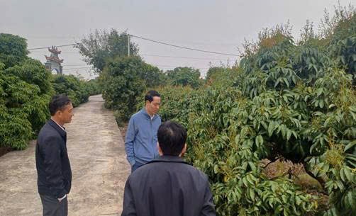 Hải Phòng: Quyết liệt các giải pháp kỹ thuật bảo vệ năng suất Vải, Nhãn vụ 2026