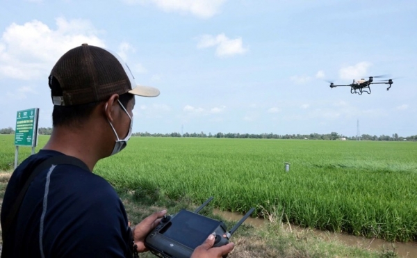 Hiệu quả sản xuất xanh từ mô hình lúa phát thải thấp ở An Giang