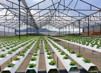 Lâm Đồng: Nông nghiệp công nghệ cao tạo bứt phá trong tháng 3/2026