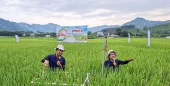 Chuyển đổi giống lúa, nâng thu nhập cho nông dân Thái Nguyên