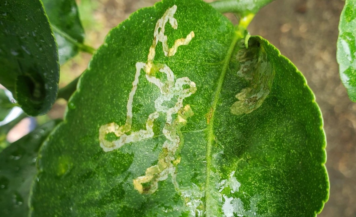 Cách trị sâu vẽ bùa tránh gây hại cho cây trồng