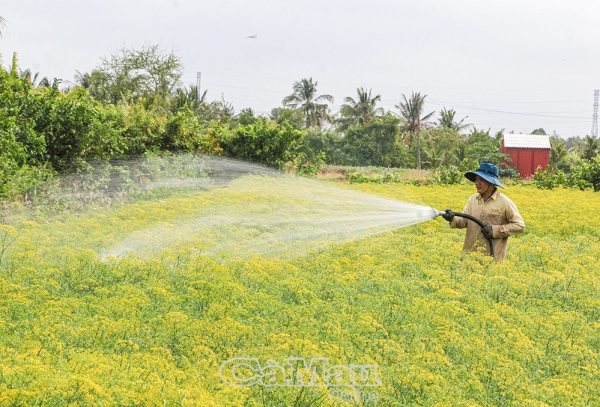 Cánh đồng thì là duy nhất ở Cà Mau vào mùa thu hoạch