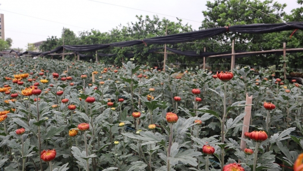 Ứng dụng công nghệ, mở rộng thị trường tiêu thụ hoa ở Tây Tựu