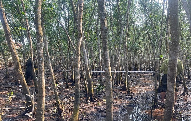 Hải Phòng: Siết chặt kiểm tra, nghiệm thu hiện trạng rừng và đất lâm nghiệp