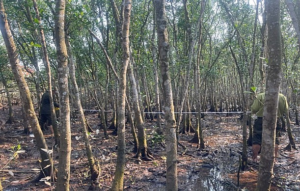 Hải Phòng: Siết chặt kiểm tra, nghiệm thu hiện trạng rừng và đất lâm nghiệp