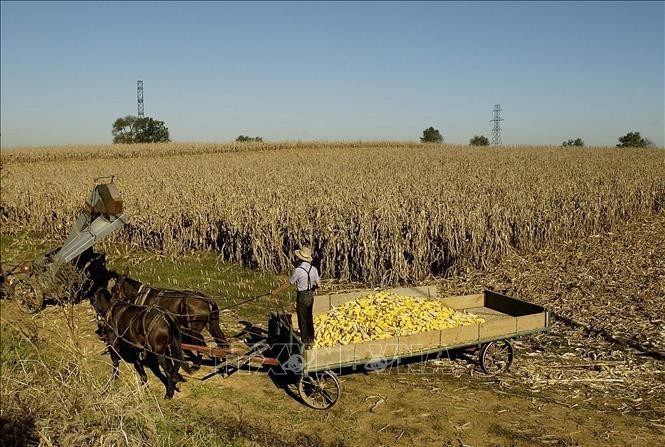 Nông dân Mỹ chịu áp lực giá phân bón khi chiến sự tại Iran làm gián đoạn nguồn cung