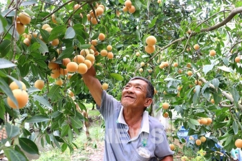 Thanh trà ngọt Vĩnh Long: Từ vườn quê thành mỏ vàng mới