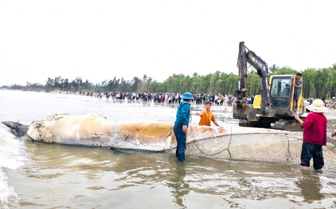 Xác cá voi dài 10m dạt vào bờ biển Nghệ An