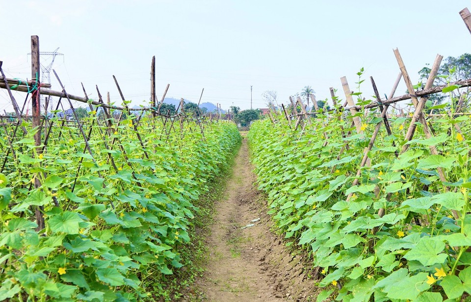 Mảnh vườn nhỏ - Cuộc sống xanh từ những luống rau hữu cơ