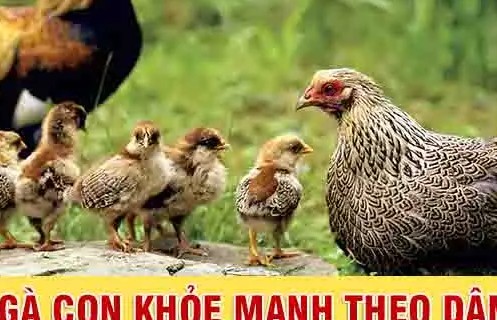 Kinh nghiệm nuôi gà con ít bệnh theo cách truyền thống