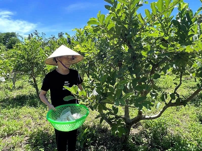 Ứng dụng khoa học - kỹ thuật trong trồng cây ăn quả