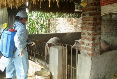 Cao Bằng: Bệnh dịch tả lợn châu Phi phát sinh tại 18 xã, phường