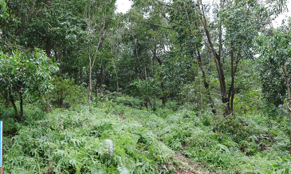 Bắc Ninh tích cực chủ động triển khai các biện pháp phòng cháy, chữa cháy rừng