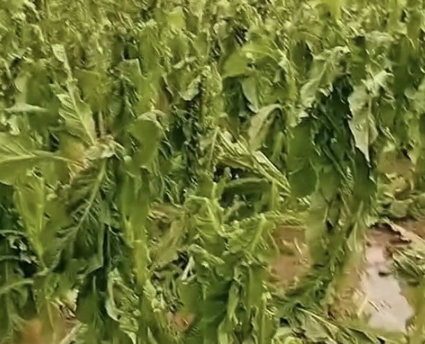 Cao Bằng: Dông lốc kèm theo mưa đá gây thiệt hại hơn 4,1 tỷ đồng