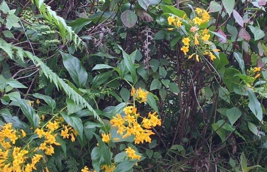 Lá ngón - mối nguy thầm lặng đe dọa tính mạng người dân