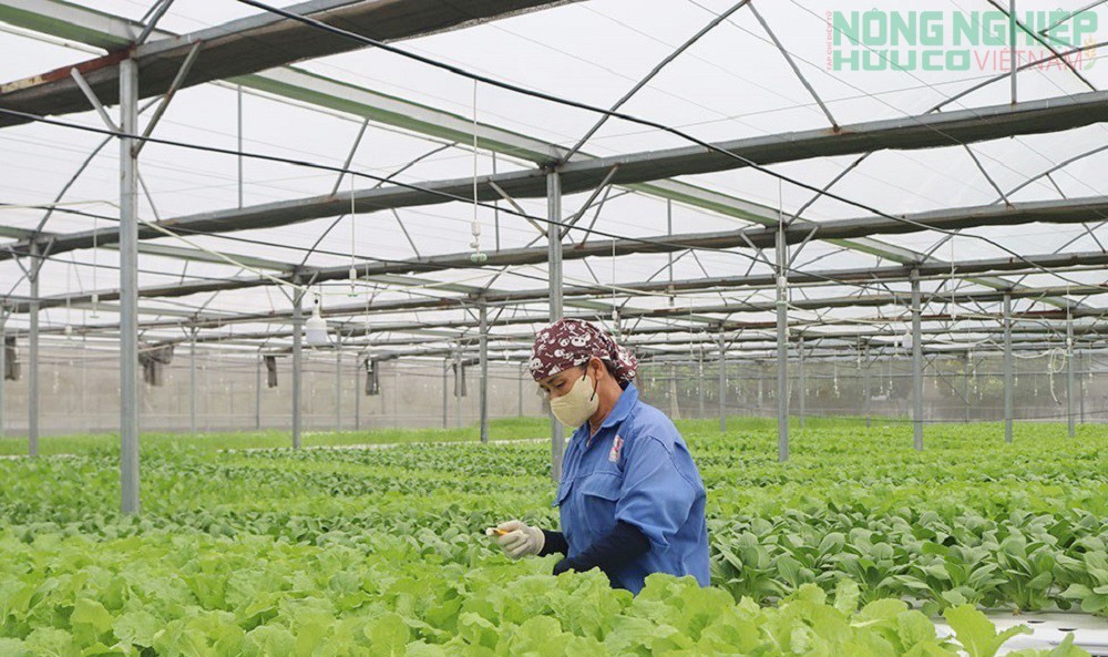 Nghệ An đặt “tam nông” vào vị trí chiến lược lâu dài trong tiến trình phát triển