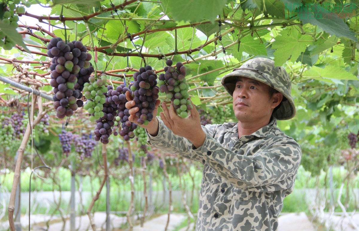 Nghệ An đặt “tam nông” vào vị trí chiến lược lâu dài trong tiến trình phát triển