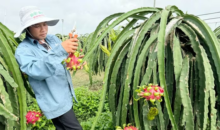 Xây dựng vùng chuyên canh trái cây xuất khẩu