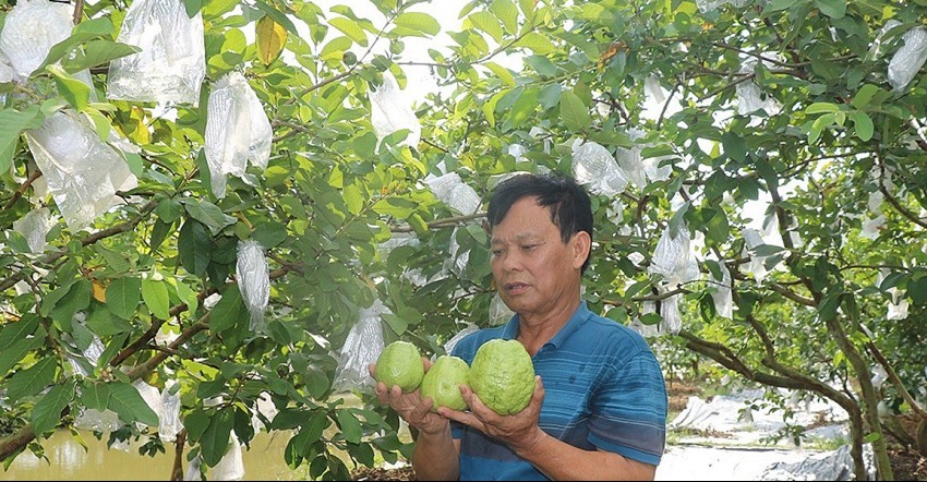 Xây dựng thương hiệu ổi Cẩm Ninh: Khẳng định giá trị từ quy trình VietGAP