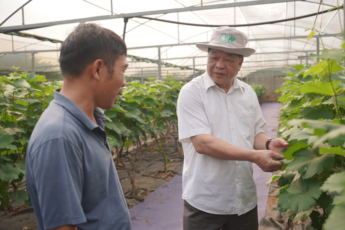 Anh Nguyễn Đình Tuấn, Giám đốc HTX Đoàn Kết, giới thiệu với đoàn công tác về quá trình chăm sóc vườn nho đang chuyển đổi hữu cơ.