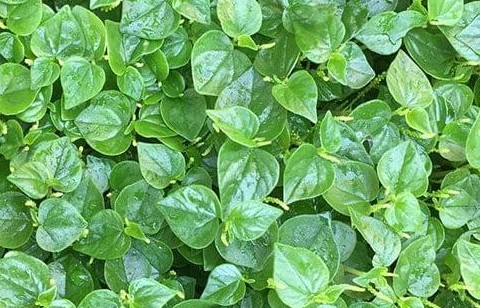 Rau càng cua và lợi ích đối với lá gan