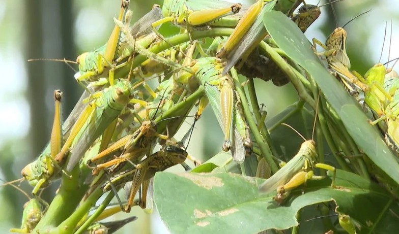 Quảng Trị: Triển khai các biện pháp phòng, chống châu chấu tre phá hoại cây trồng