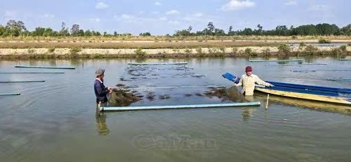 Tín hiệu tích cực từ trồng rong câu Thái kết hợp nuôi tôm