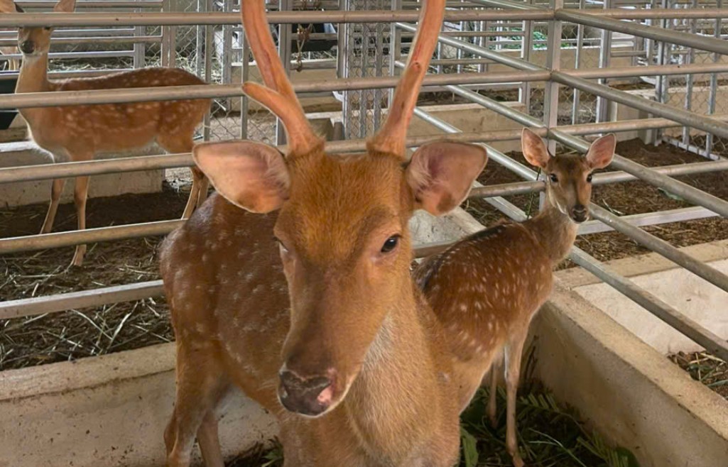 TP Đà Nẵng: Hươu sao mở hướng sinh kế bền vững tại Phước Chánh