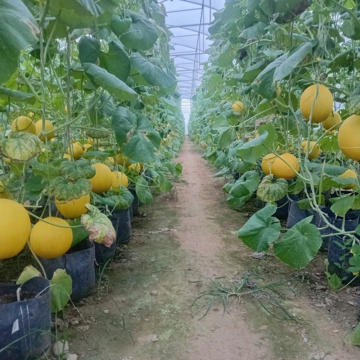 “Cánh tay nối dài” của tín dụng chính sách: Nhiều nông dân được thụ hưởng từ nguồn vốn vay ủy thác