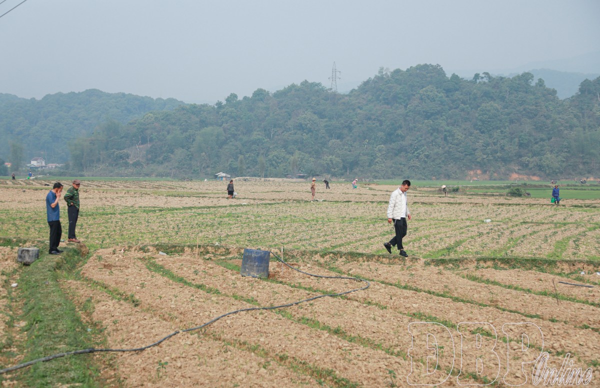 Trồng rau trên đất lúa một vụ