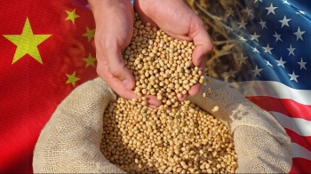 Nông dân Hoa Kỳ thận trọng trước cam kết mua đậu tương từ Trung Quốc