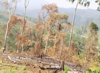 Tăng cường triển khai các biện pháp phòng cháy, chữa cháy rừng trong cao điểm nắng nóng