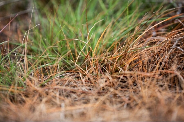 Công nghệ Virestina mở ra bước tiến mới trong kiểm soát cỏ dại kháng thuốc