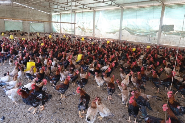 Liên kết chặt chẽ, mở hướng bền vững cho nghề nuôi gà ri truyền thống