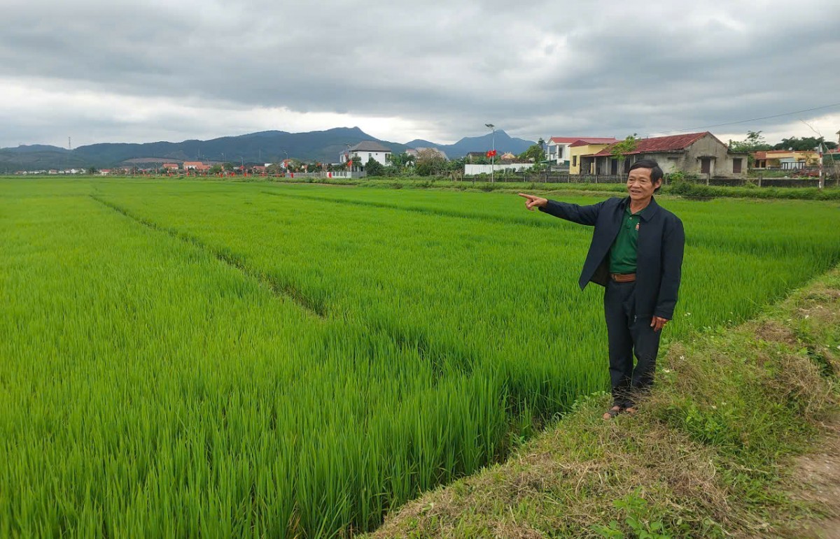 Gian nan tìm lối thương hiệu gạo sạch Vĩnh Tuy