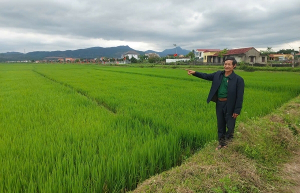 Gian nan tìm lối thương hiệu gạo sạch Vĩnh Tuy