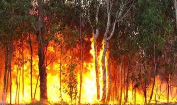 Lâm Đồng: Triển khai quyết liệt các biện pháp phòng cháy, chữa cháy