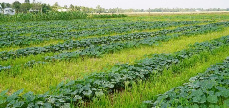 Nông dân linh hoạt chuyển đổi cây trồng, thích ứng biến động thời tiết